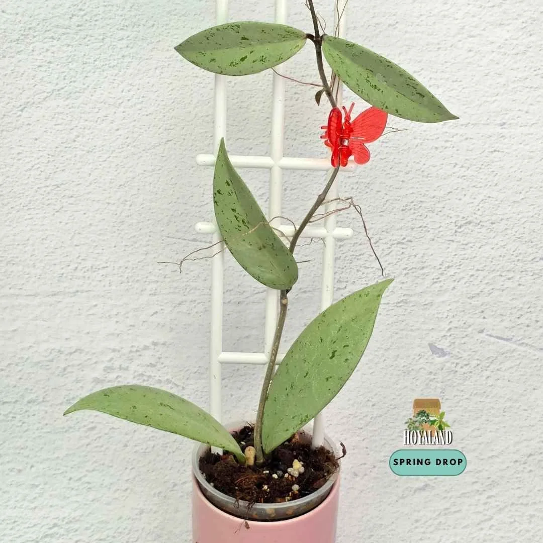 Established Hoya pubicalyx Pink Silver Ghost showing elongated lanceolate leaves blanketed in seamless chrome-silver overlay