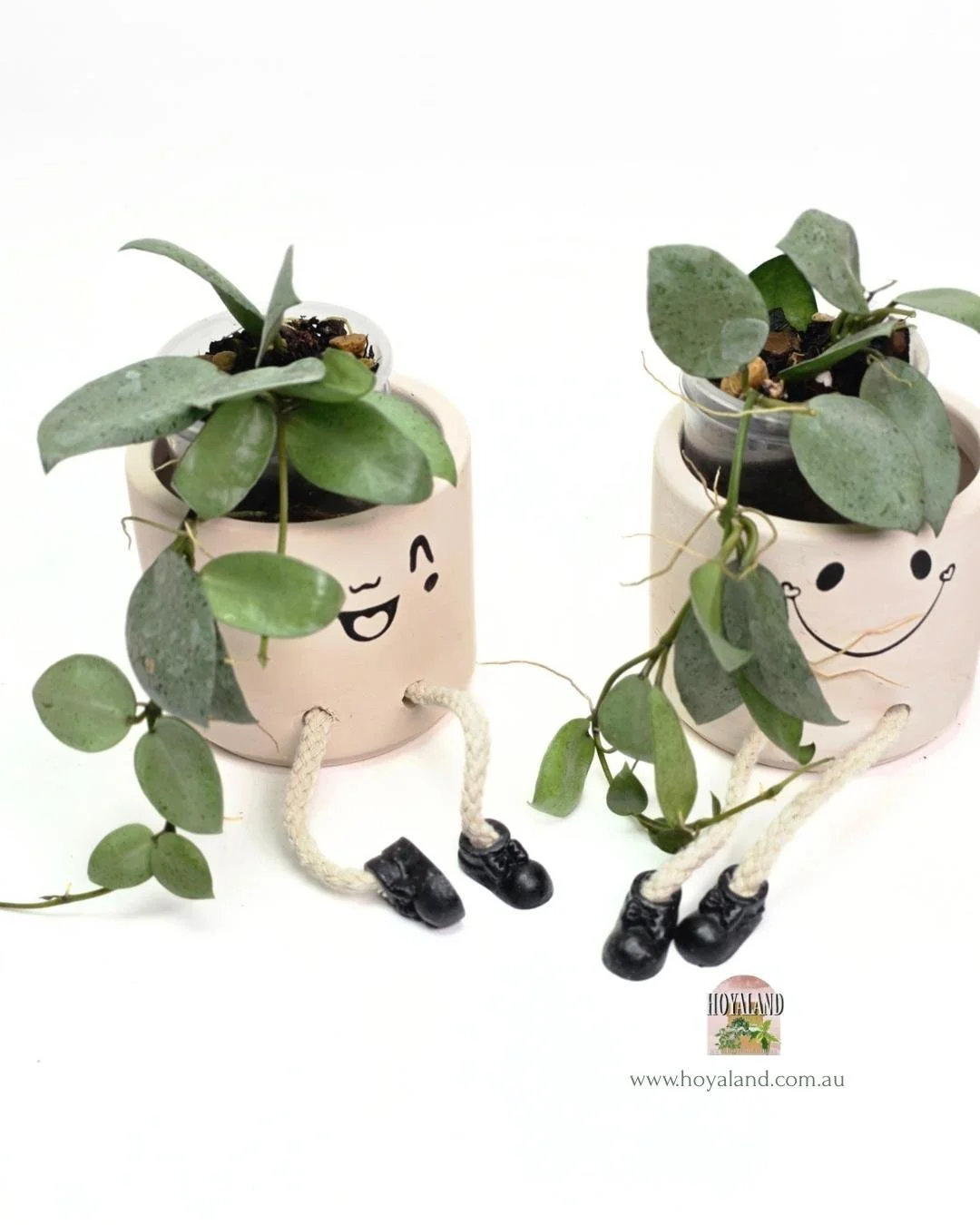 Hoya lacunosa mint coin silver (2).jpg