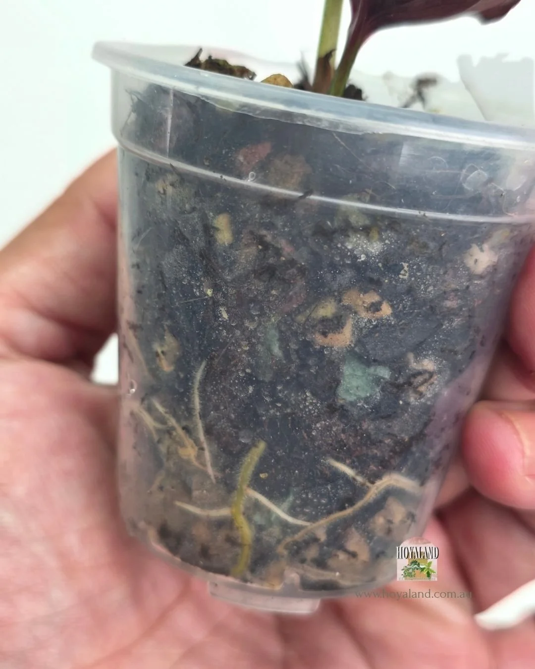 Syngonium red arrow variegata (7).jpg