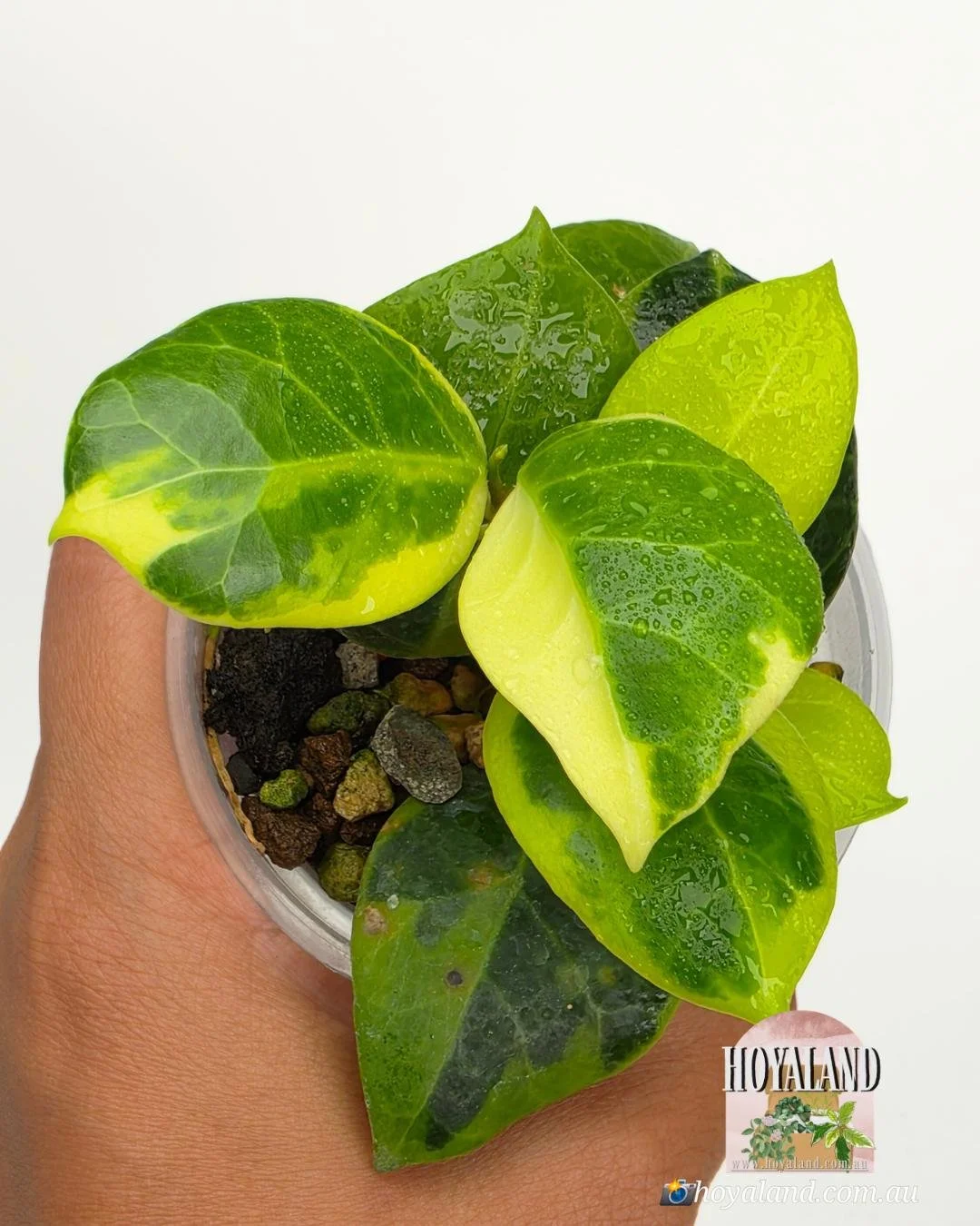 Hoya obscura albo (4).jpg