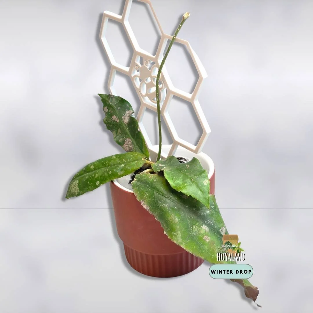 Hoya undulata (6).jpg