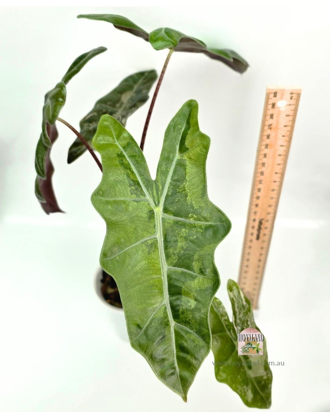 alocasia psuedo pink (2).jpg