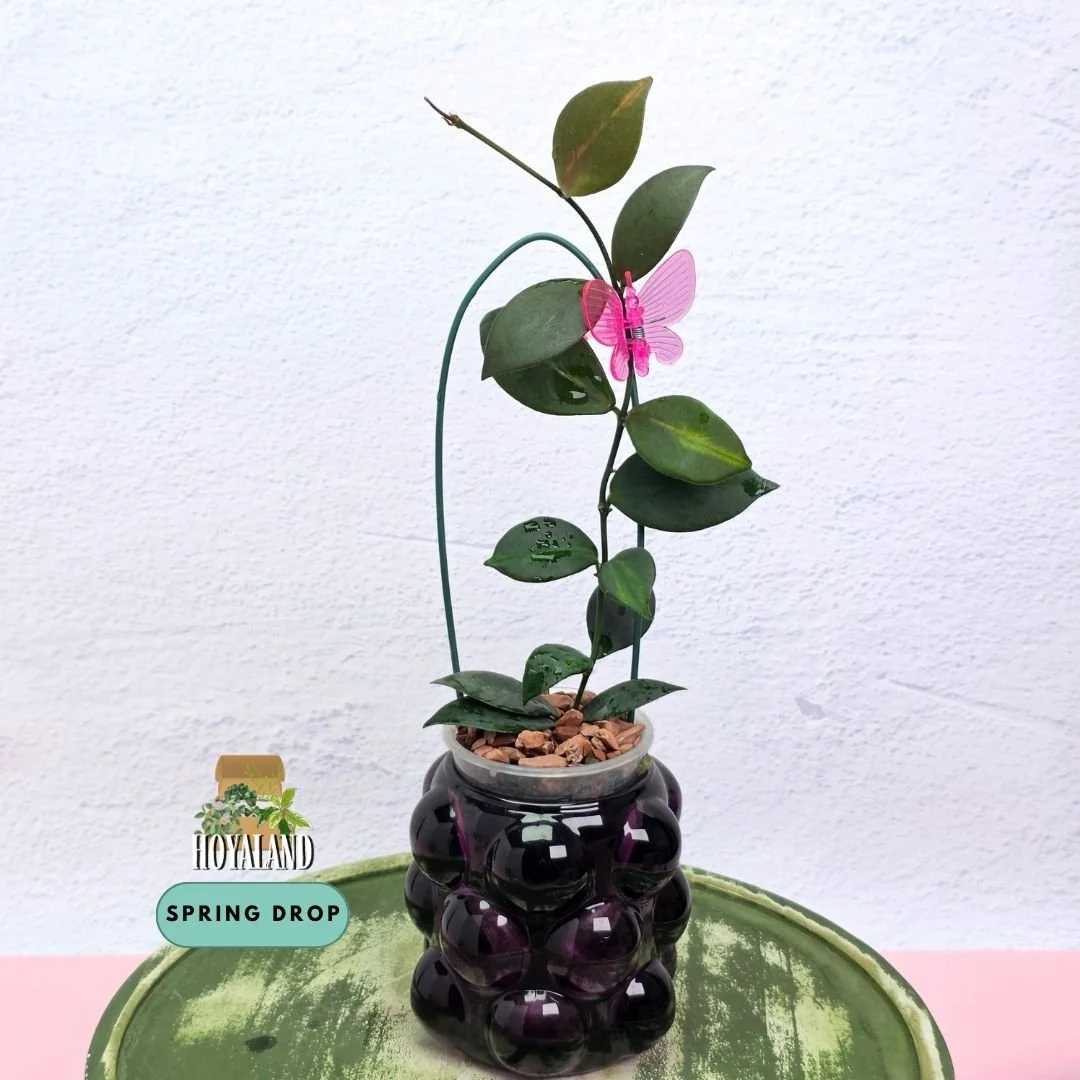 Hoya anulata iml.jpg