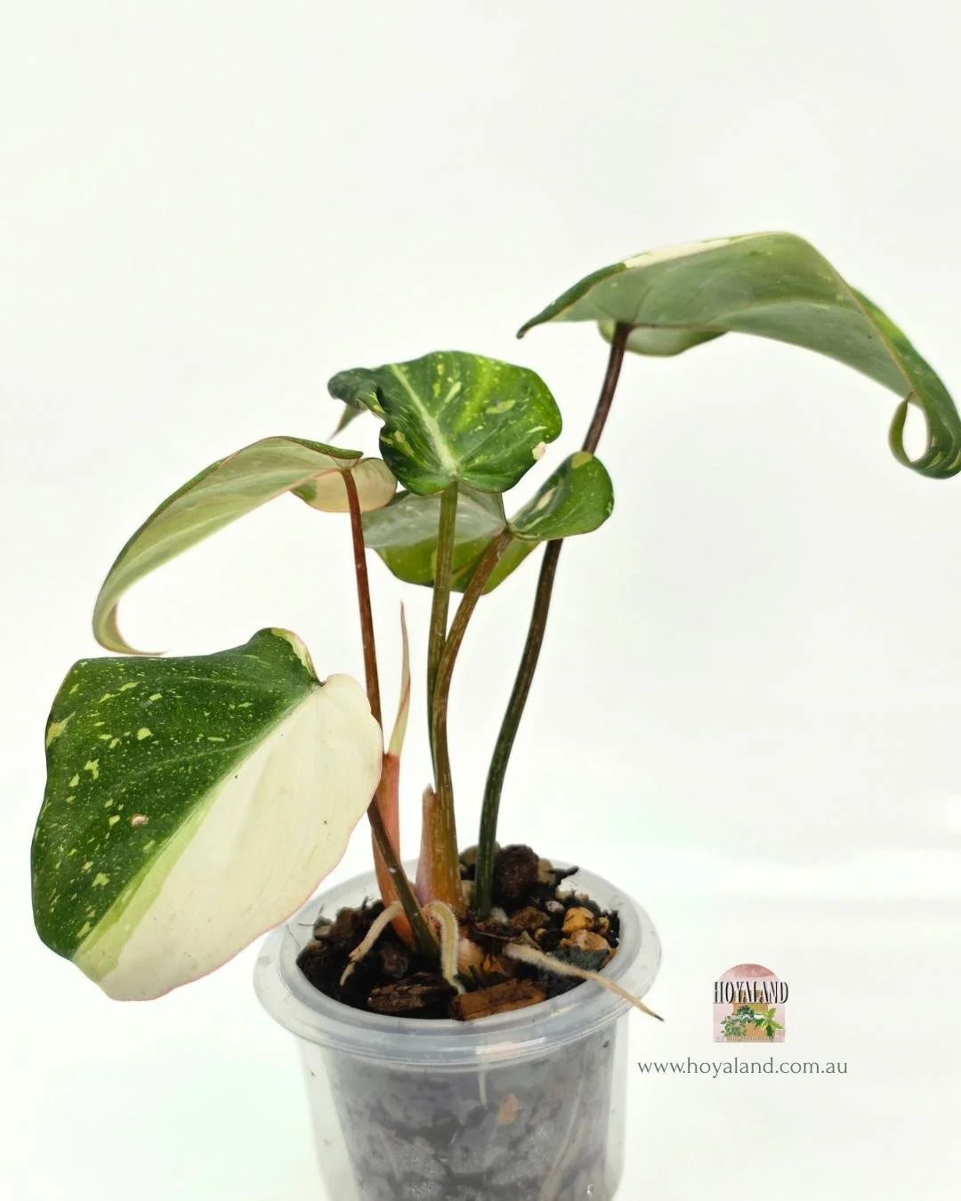 Philodendron gloriosum variegata A (2).jpg