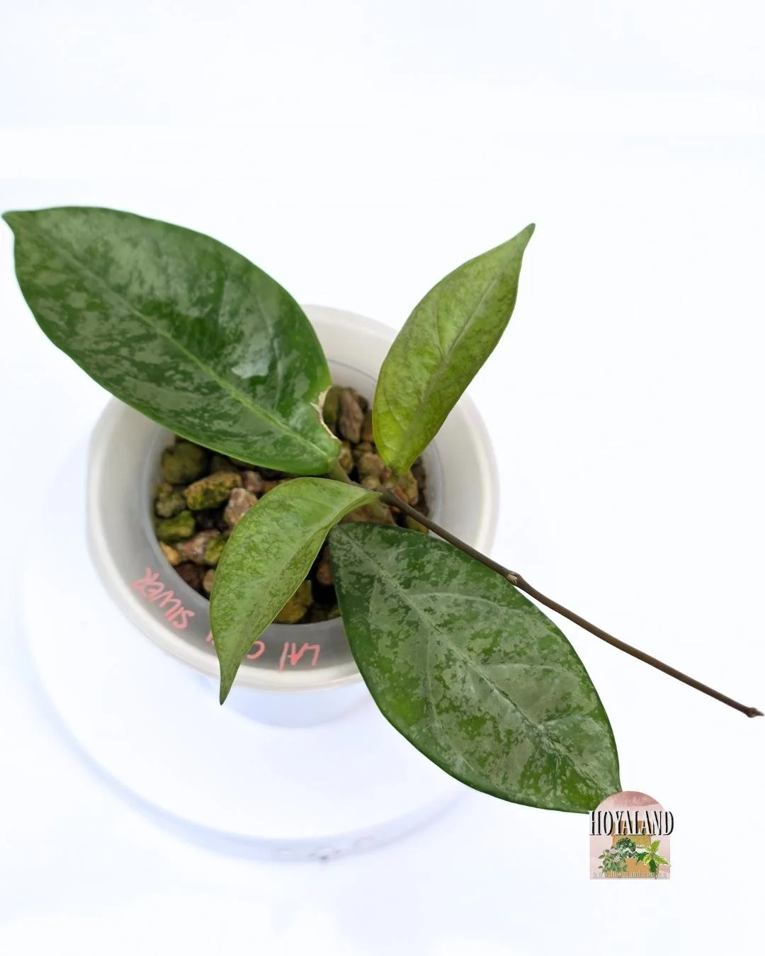 Hoya lai chau silver.jpg