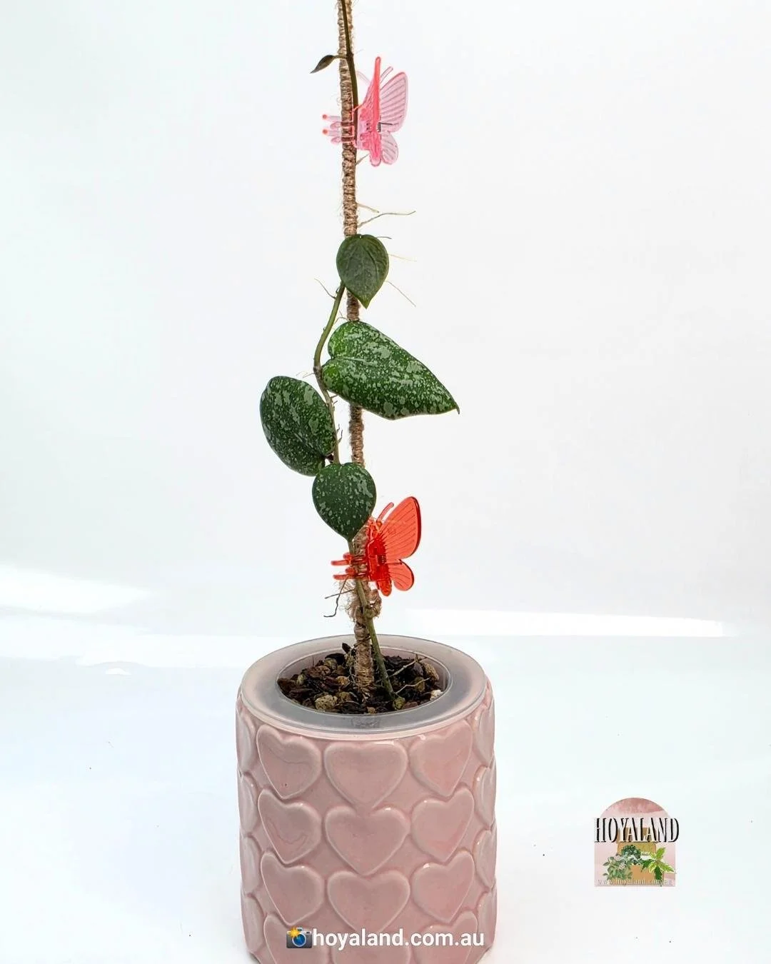 Hoya cinnamomifolia x imbricata (2).jpg