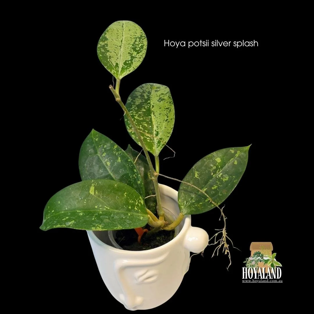 Secure a rooted Hoya potsii Splash in Australia. Thick, structural leaves with dense, shimmering silver speckling. Premium winter shipping.