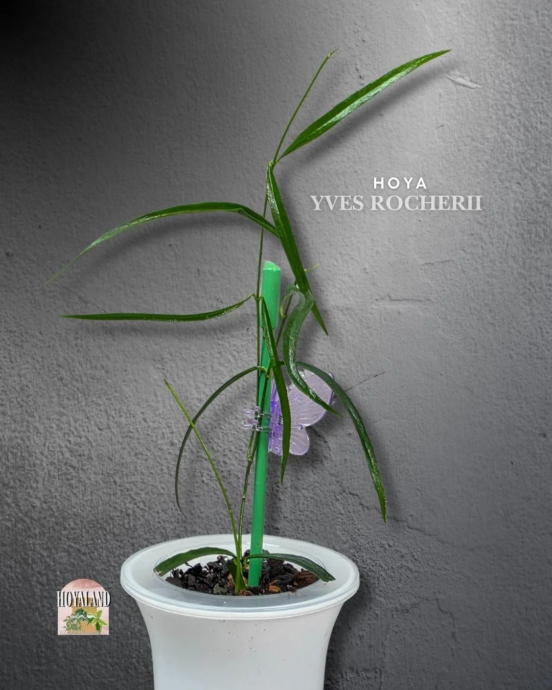 🌞 Hoya Yvesrocheri (PNG) |Rare Grass-Like Foliage | Multi-Branching 🎇