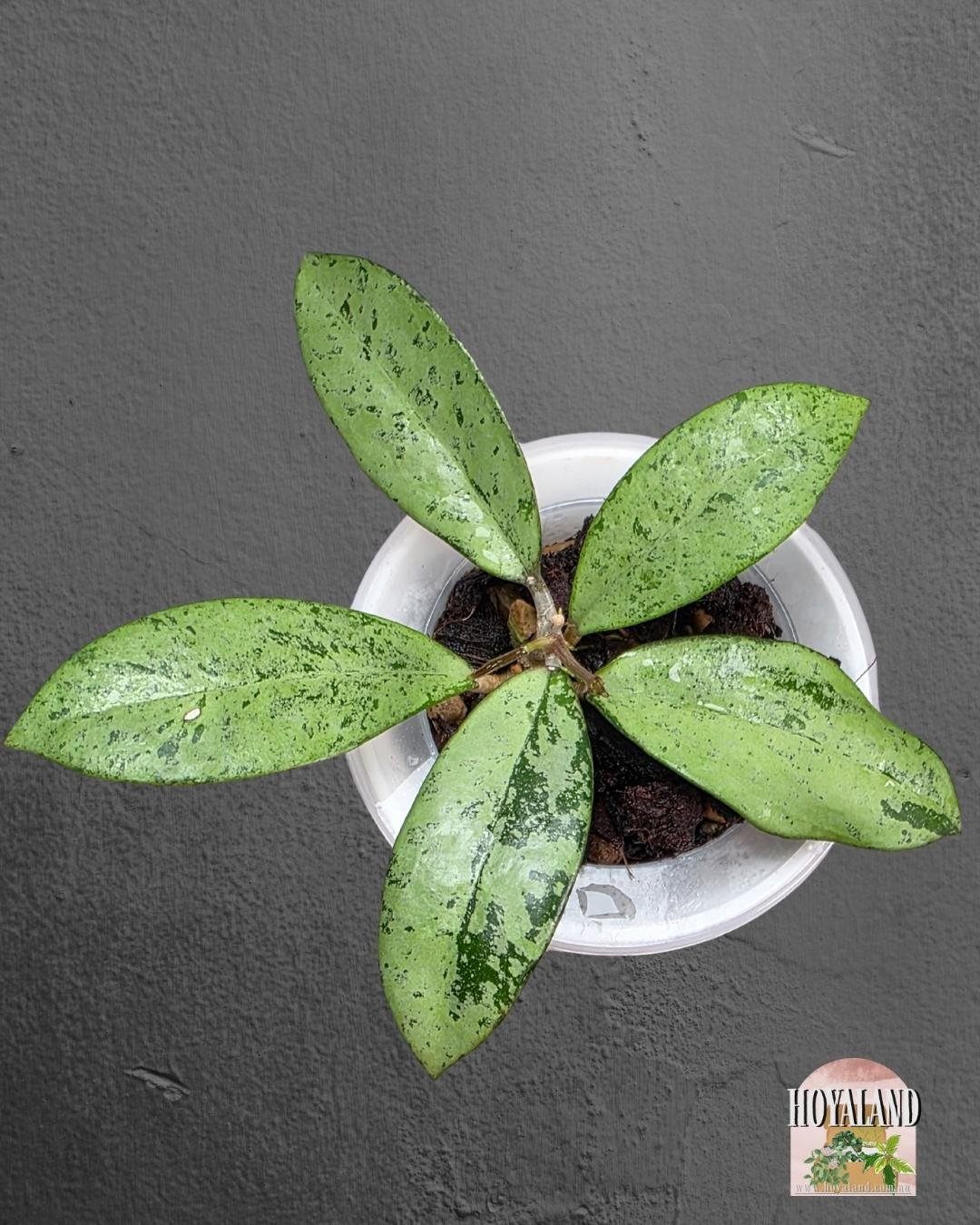 Hoya crassipetiolata x michele (5).jpg