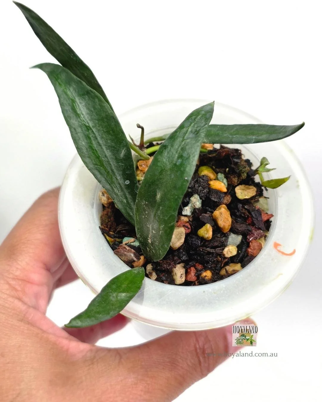 hoya lacunosa sword (2).jpg