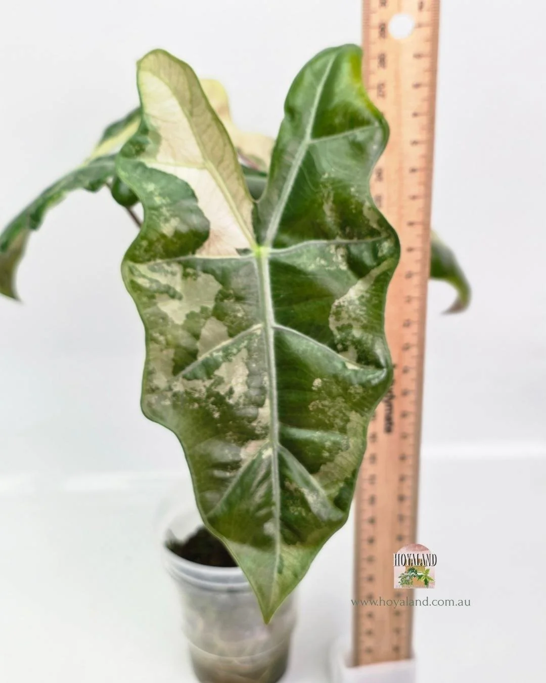 Alocasia pseudo sanderiana pink (5).jpg