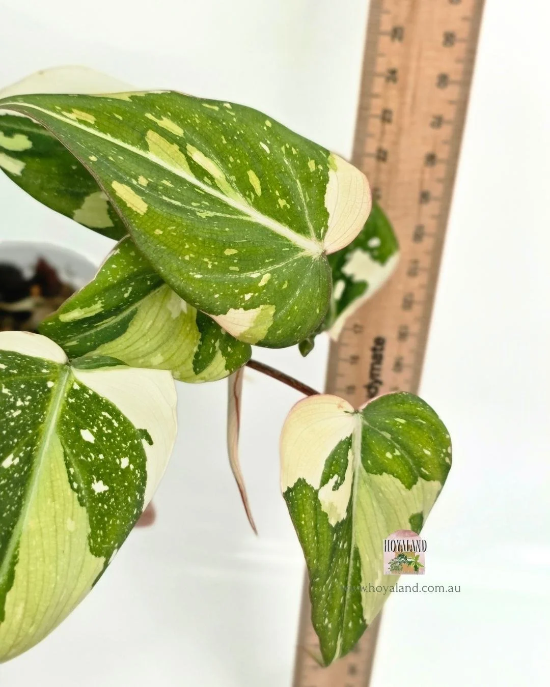 Philodendron gloriosum variegata (4).jpg