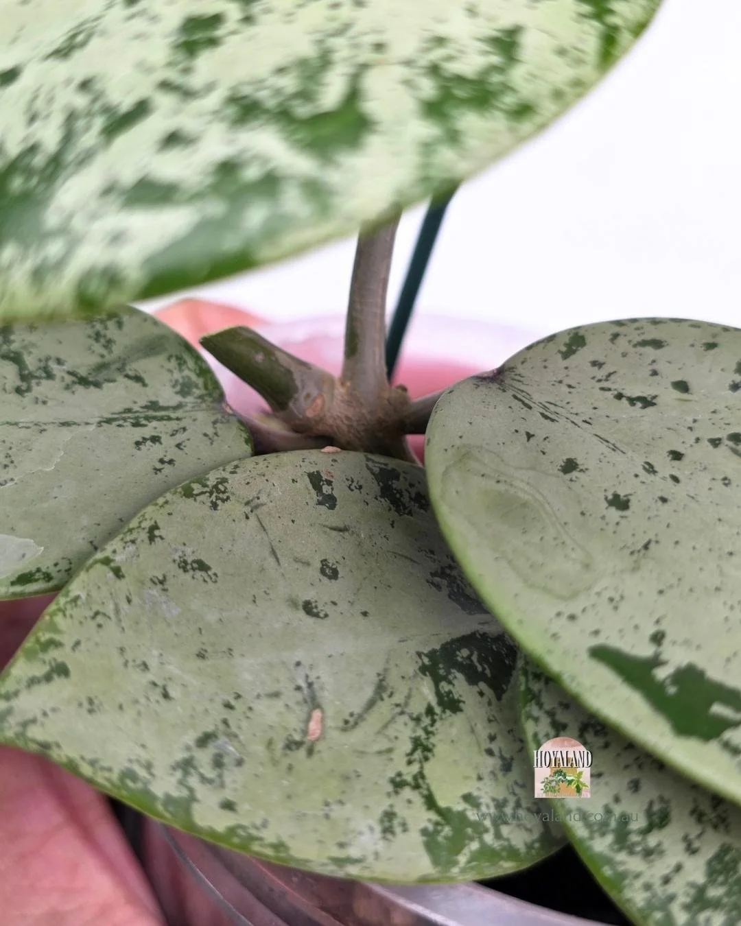 Hoya verticillata heart silver (2).jpg