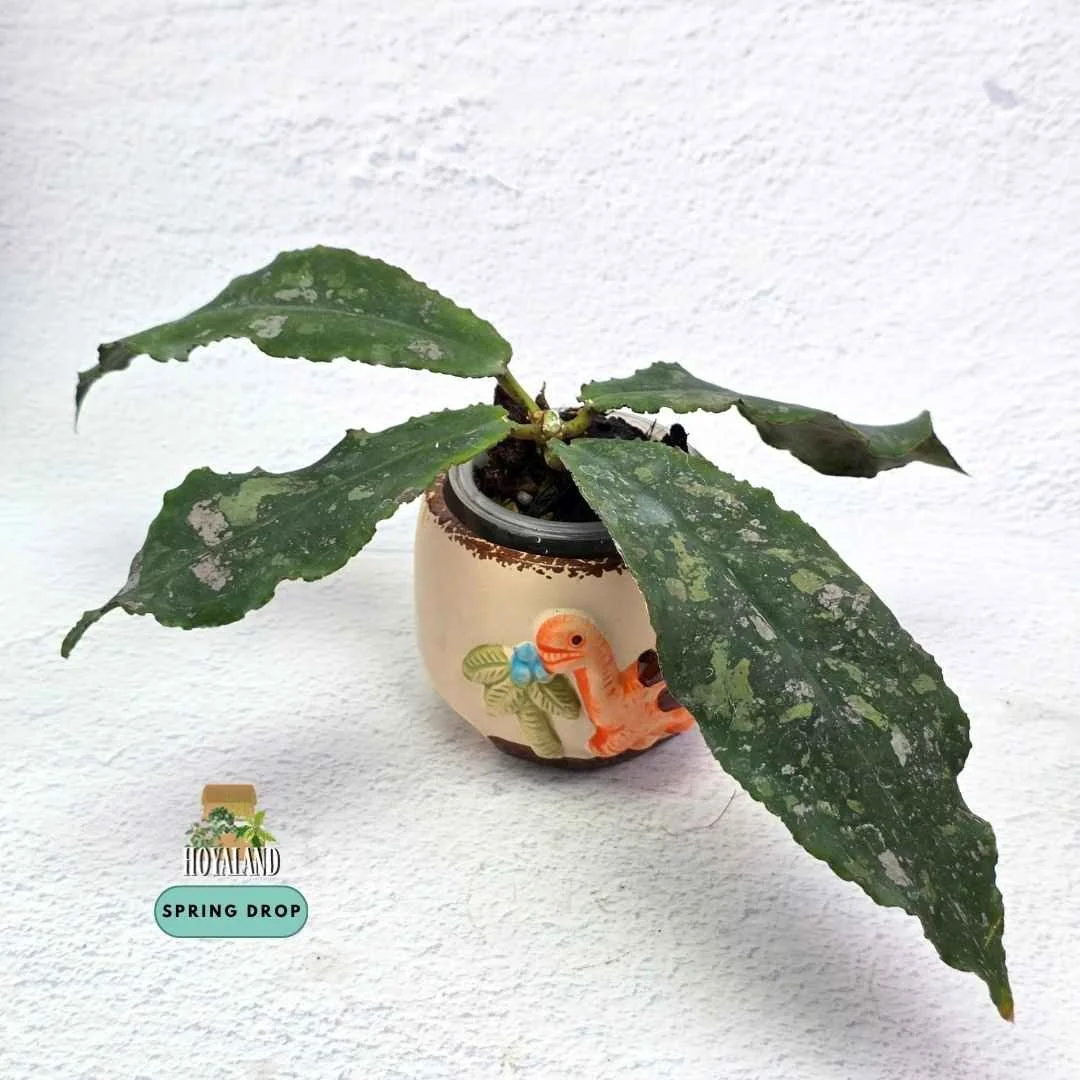 Hoya undulata (4).jpg