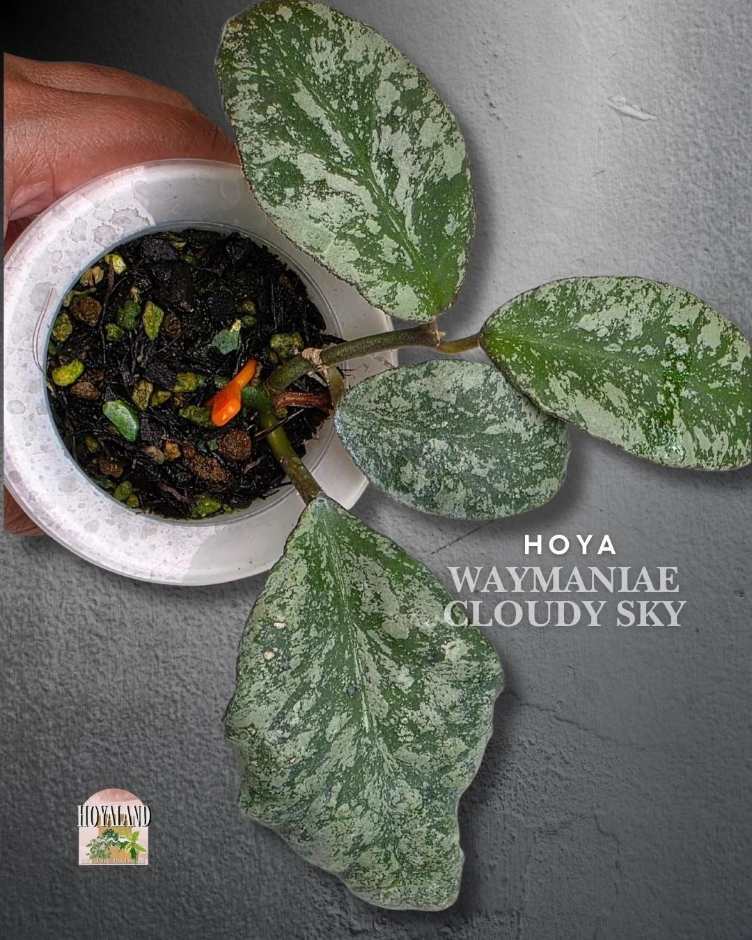 Hoya waymaniae cloudy sky (4).jpg