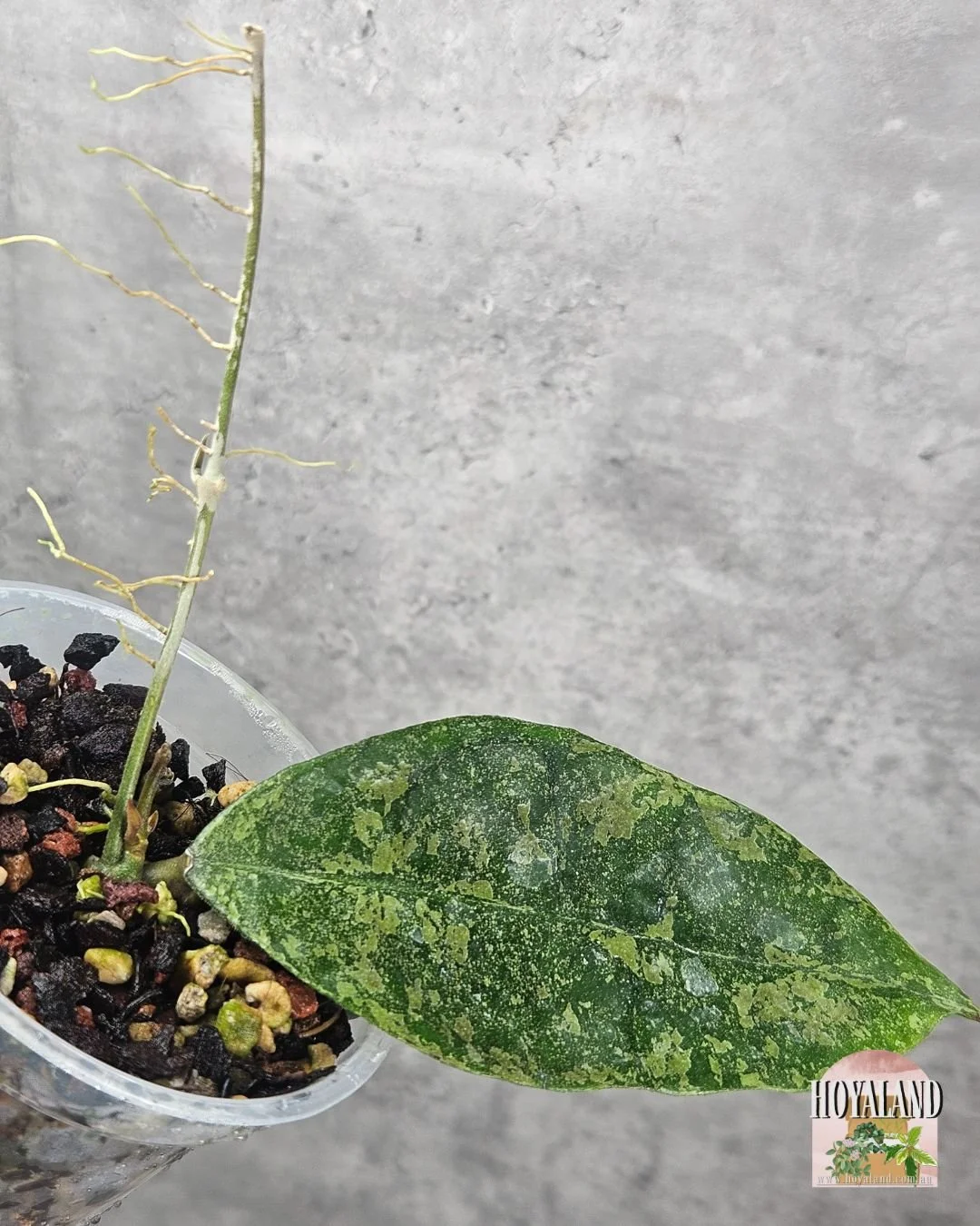 finlaysonii pangha silver  (3).jpg