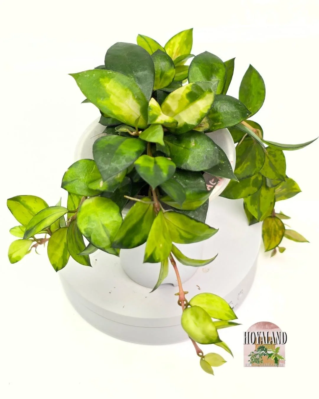 🌞 Hoya lacunosa 'Asami Reverse' Variegata (Inner)  | Multi-Heads 🎇