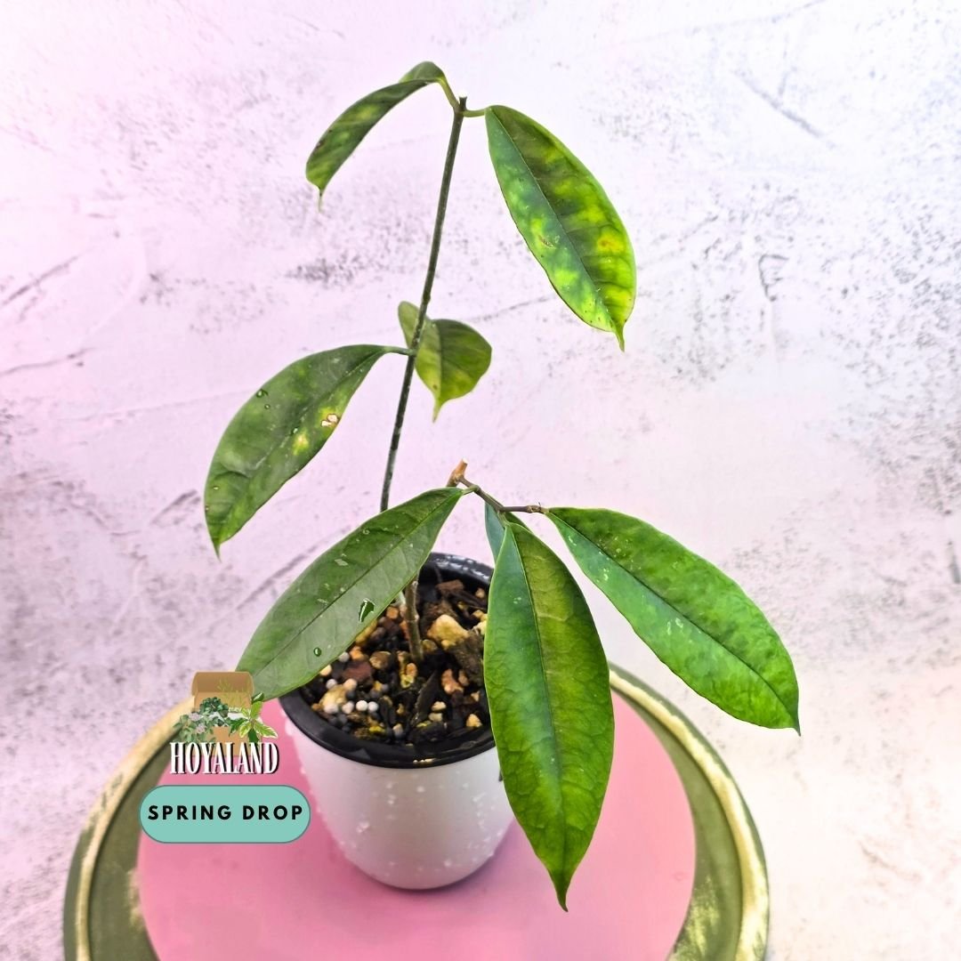 Established Hoya mappigera Pink Corona in a self-watering pot showing undulating lanceolate leaves and climbing vine habit
