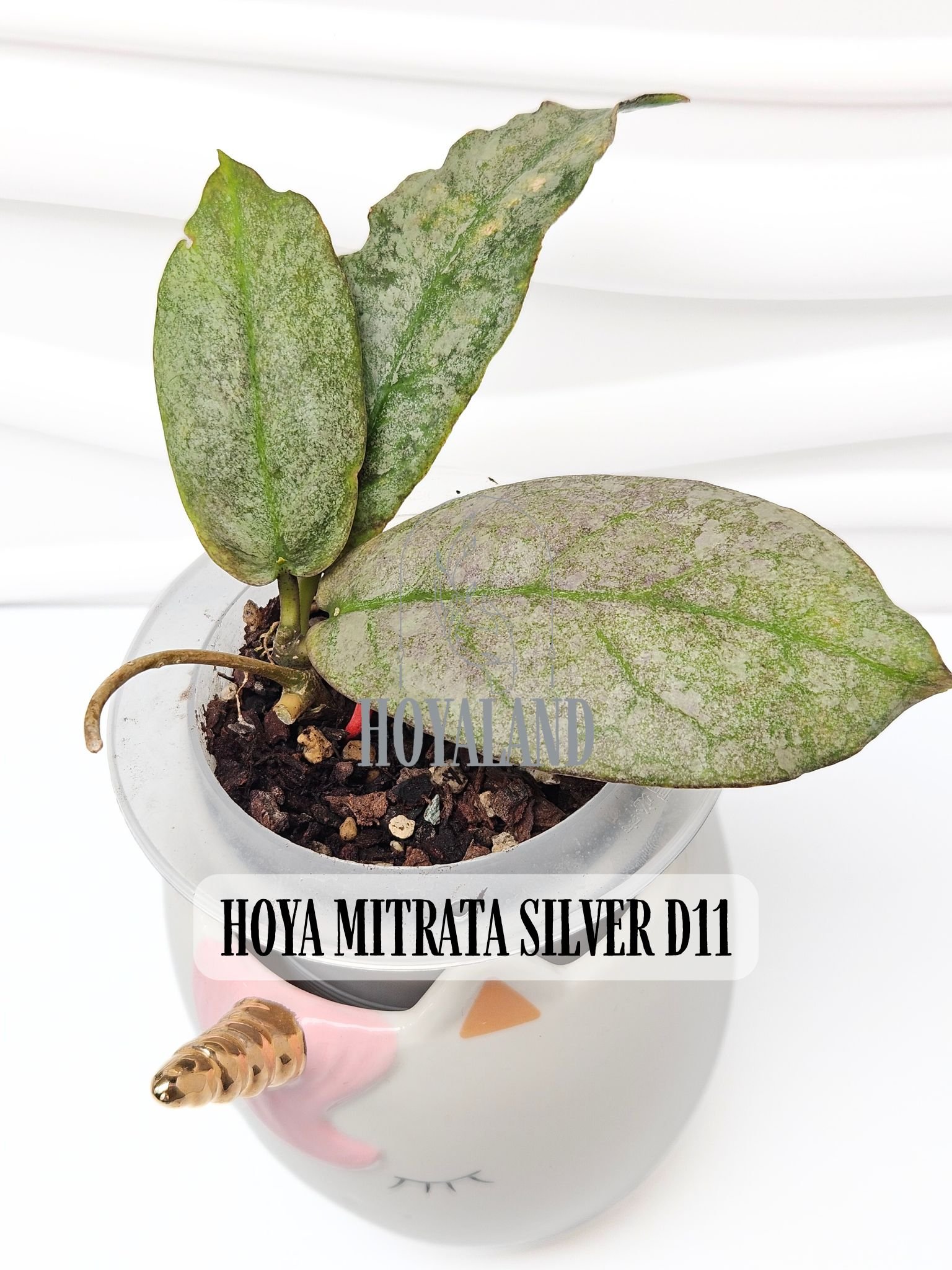 HOYA MITRATA SILVER D11.jpg