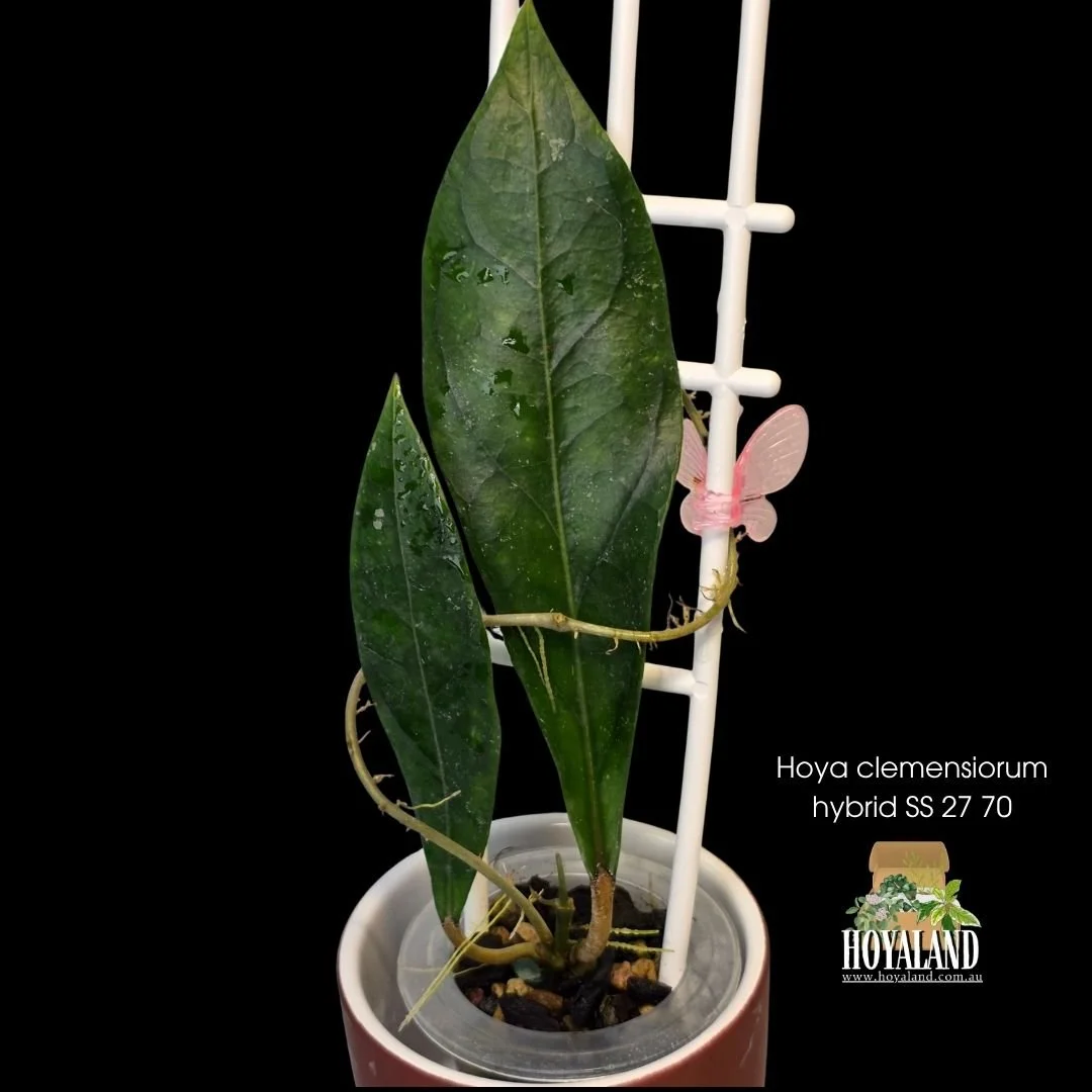 ⛄ Hoya Clemensiorum hybrid |  SS 27-70