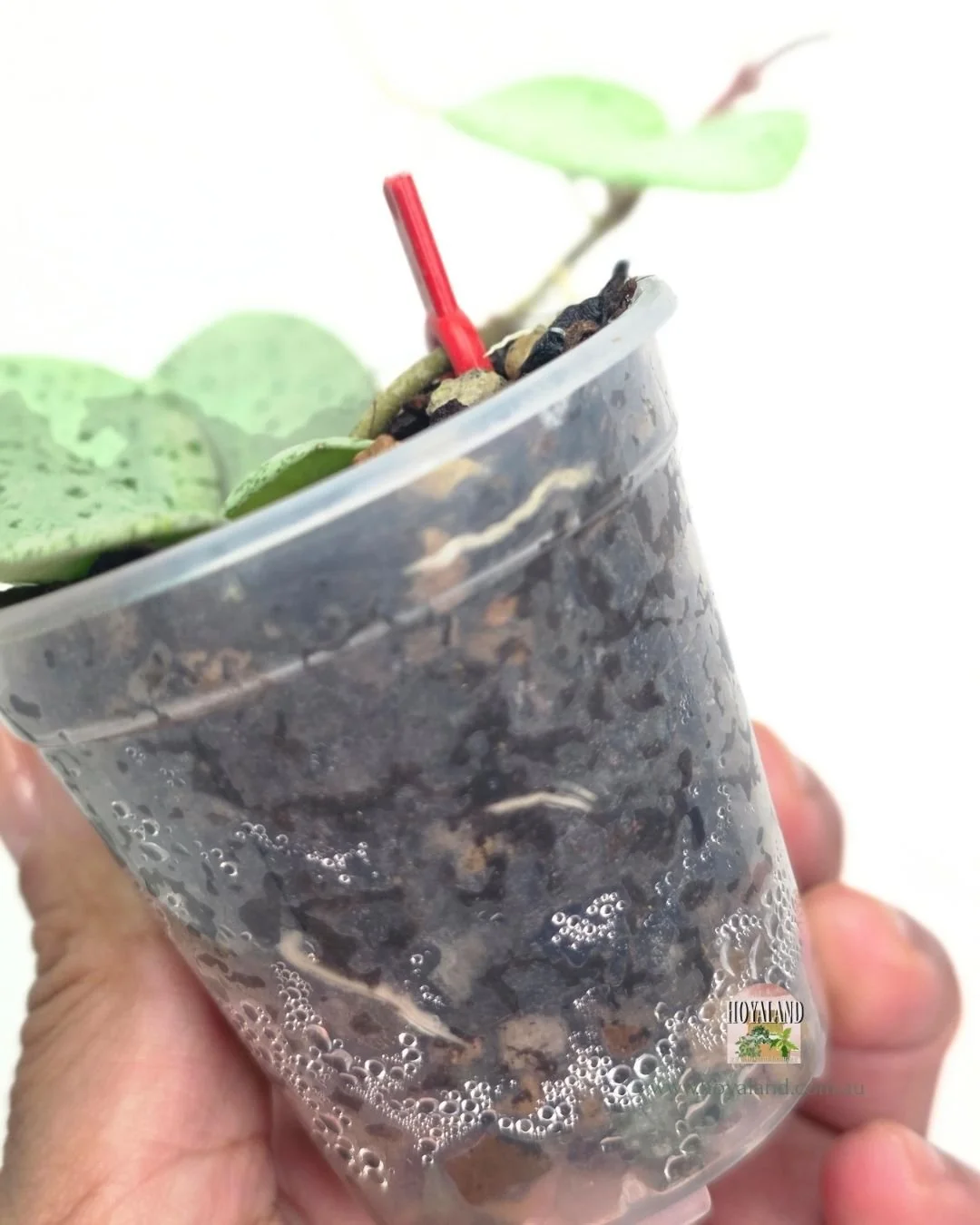 Hoya mathilde grey fairy (5).jpg