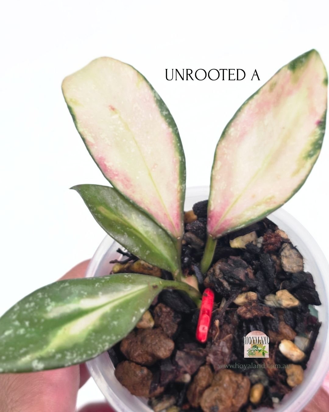 Hoya nabawanensis variegata (4).jpg