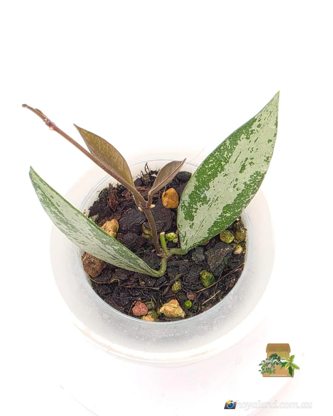 Hoya Rosita Silver 2 (4).jpg