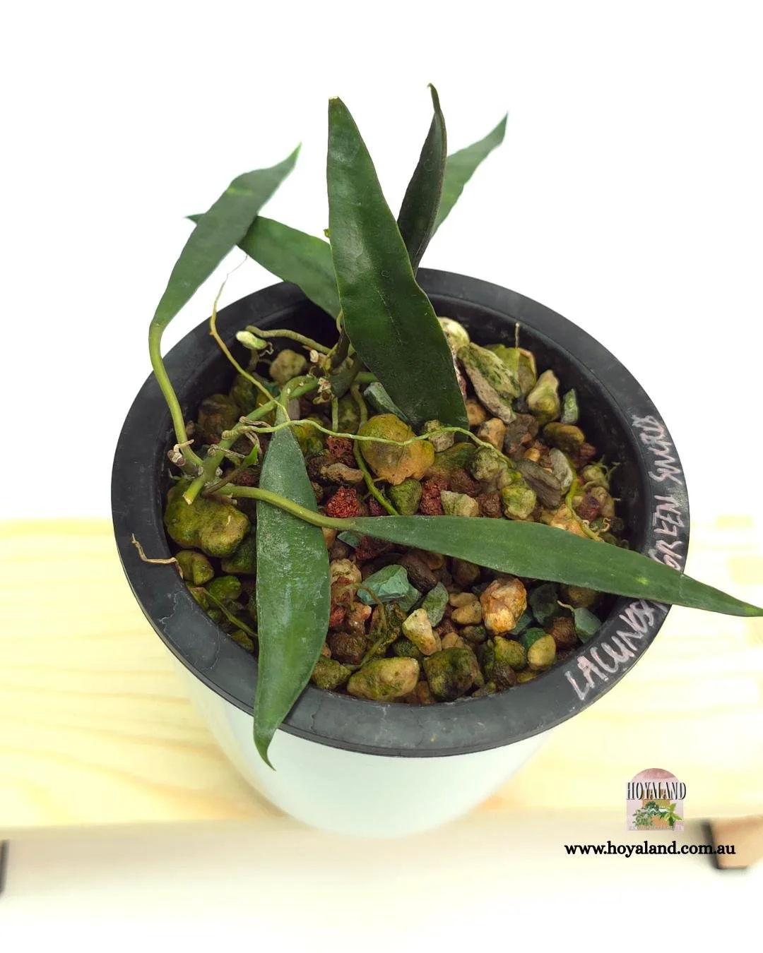 Hoya lacunosa green swords (4).jpg