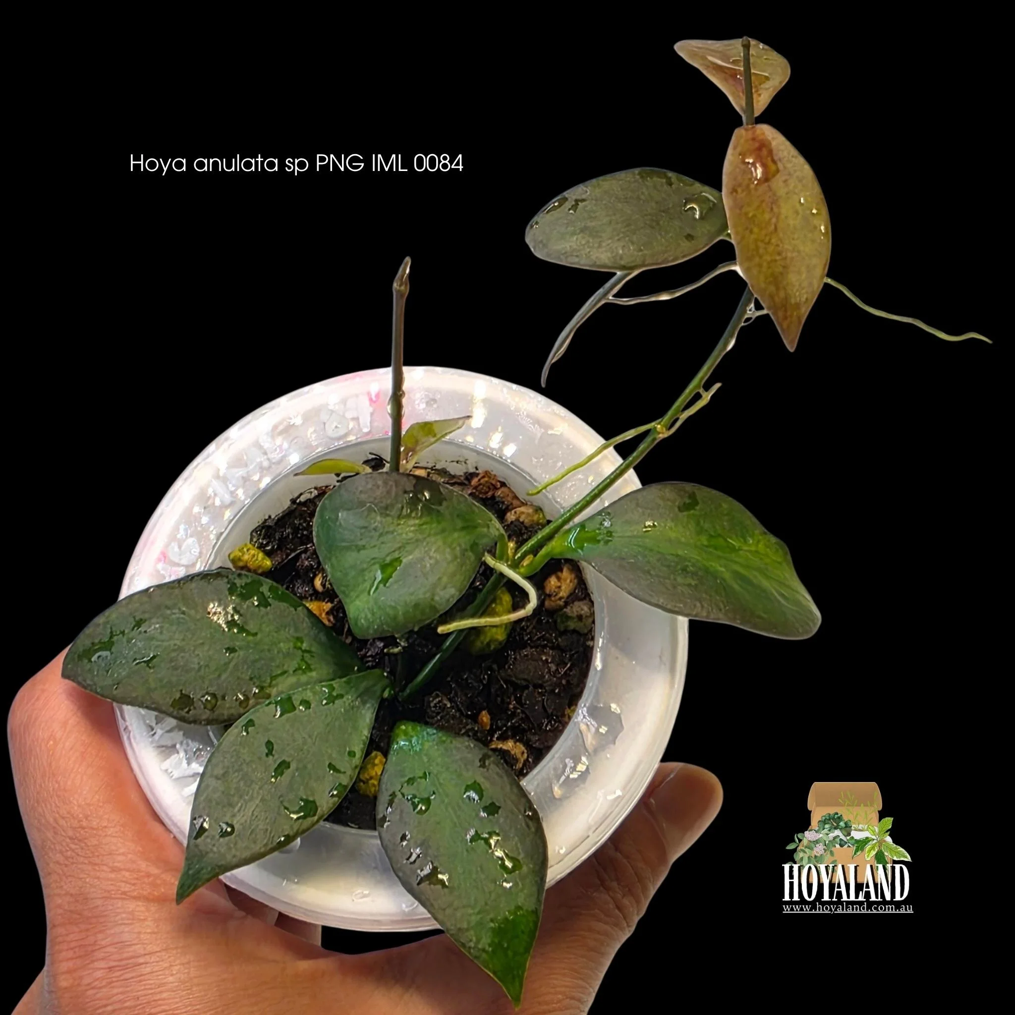Hoya anulata PNG IML 0084 rare small leaf collector plant showing a compact vining habit with subtle green on green center variegation.
