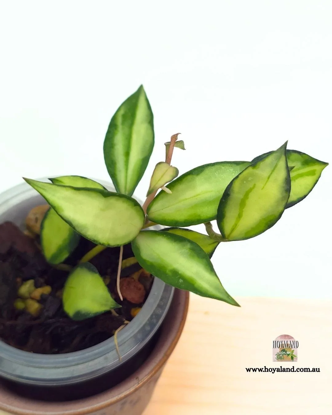 Hoya lacunosa souma (5).jpg