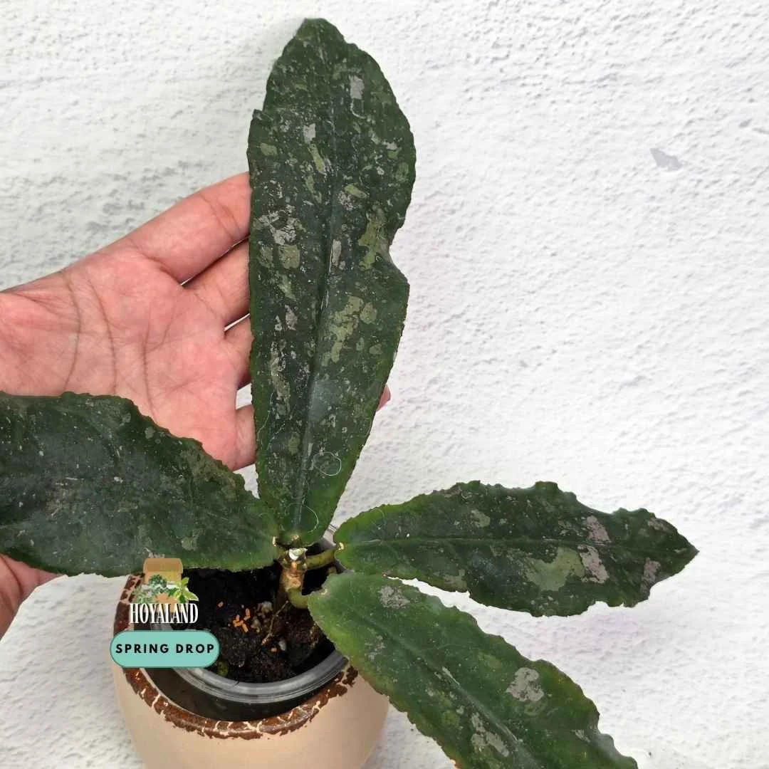 Hoya undulata (3).jpg