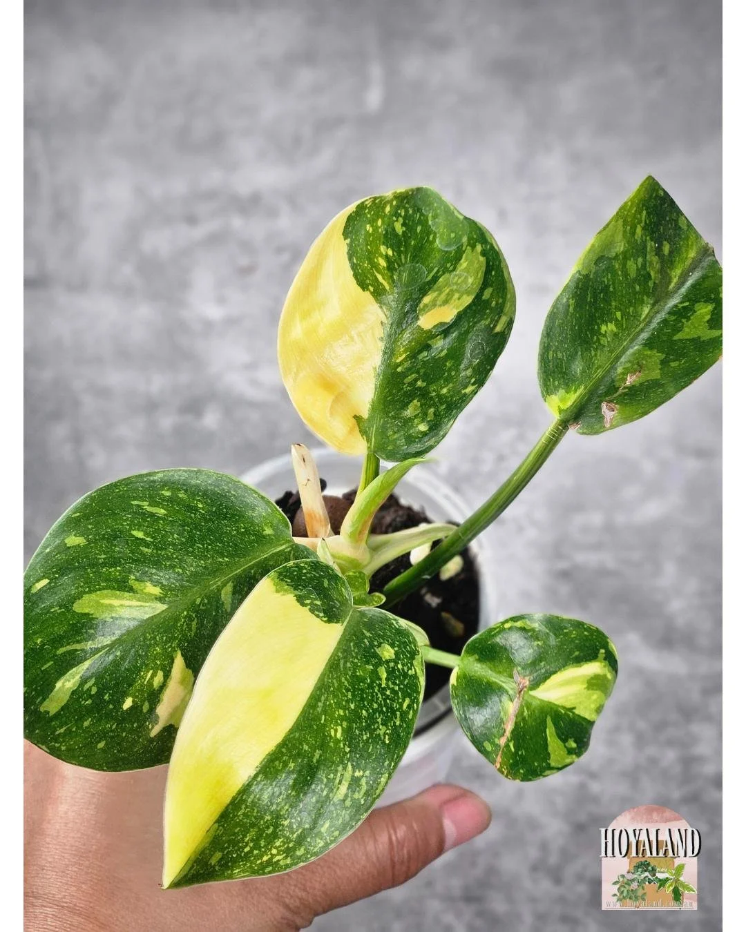 Philodendron green congo var (6).jpg