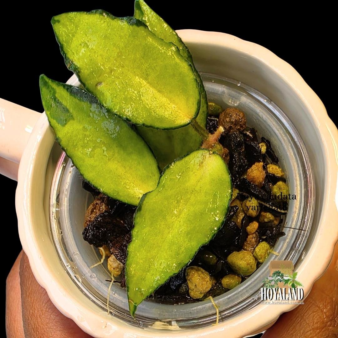 Hoya caudata variegata (2).jpg