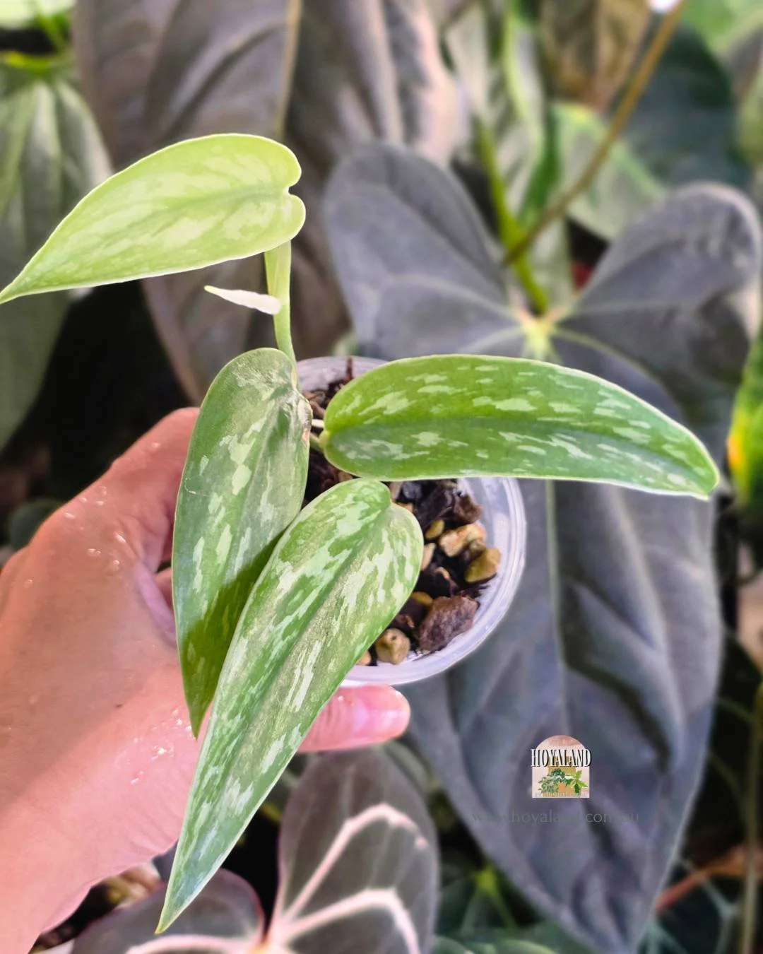 Scindapsus narrow (6).jpg