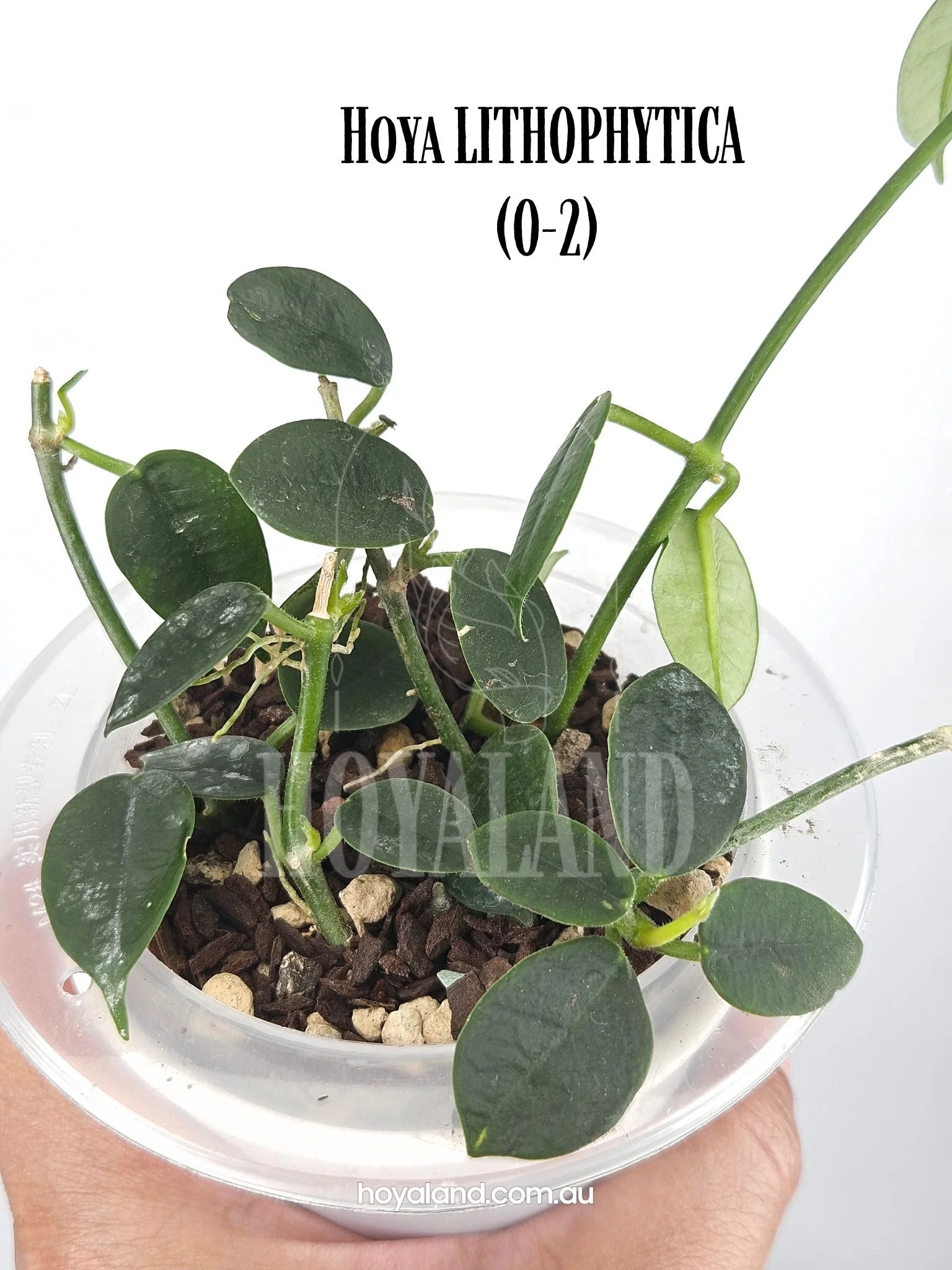 Hoya LITHOPHYTICA (O-2) (4).jpg