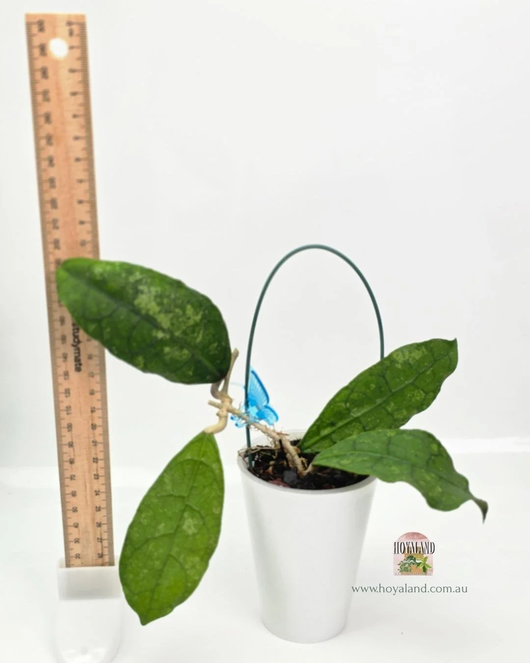 Hoya Perak Teddy Bear A (5).jpg