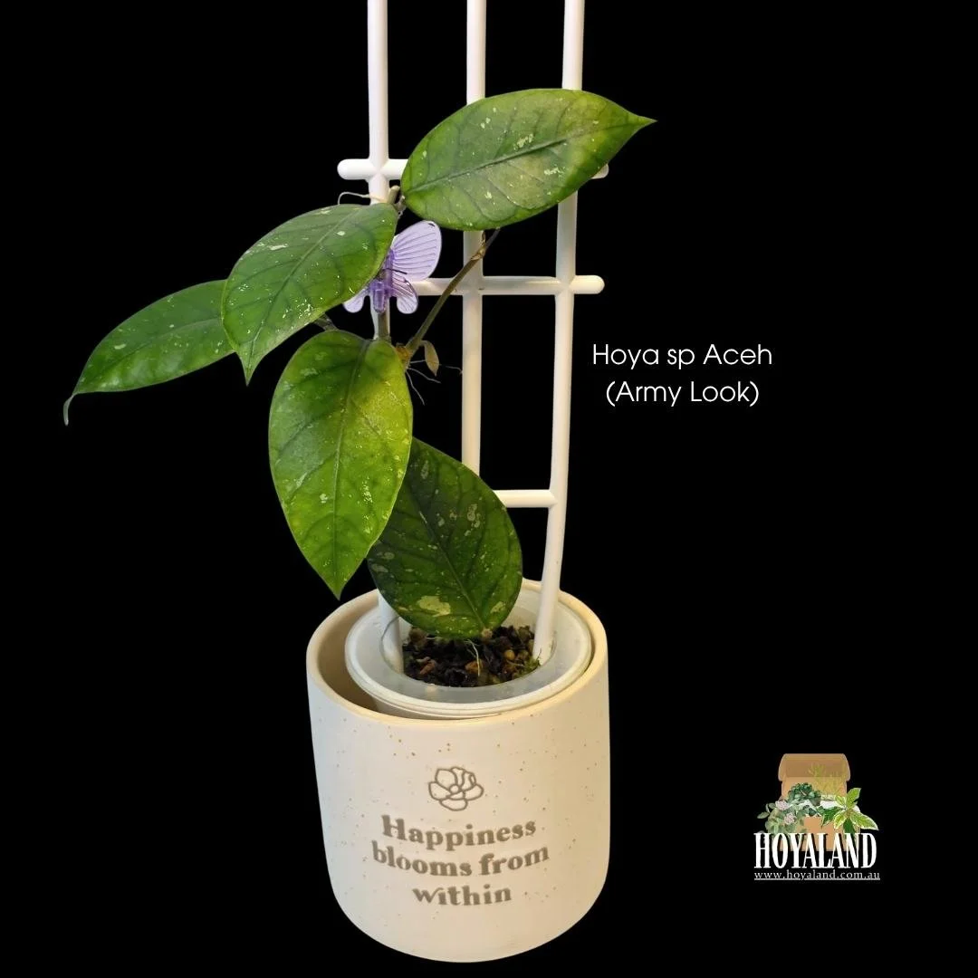 'Army Look'. Rounder central leaf with tapering pointy leaves and unique splashing. Prominent veins add to its appeal.