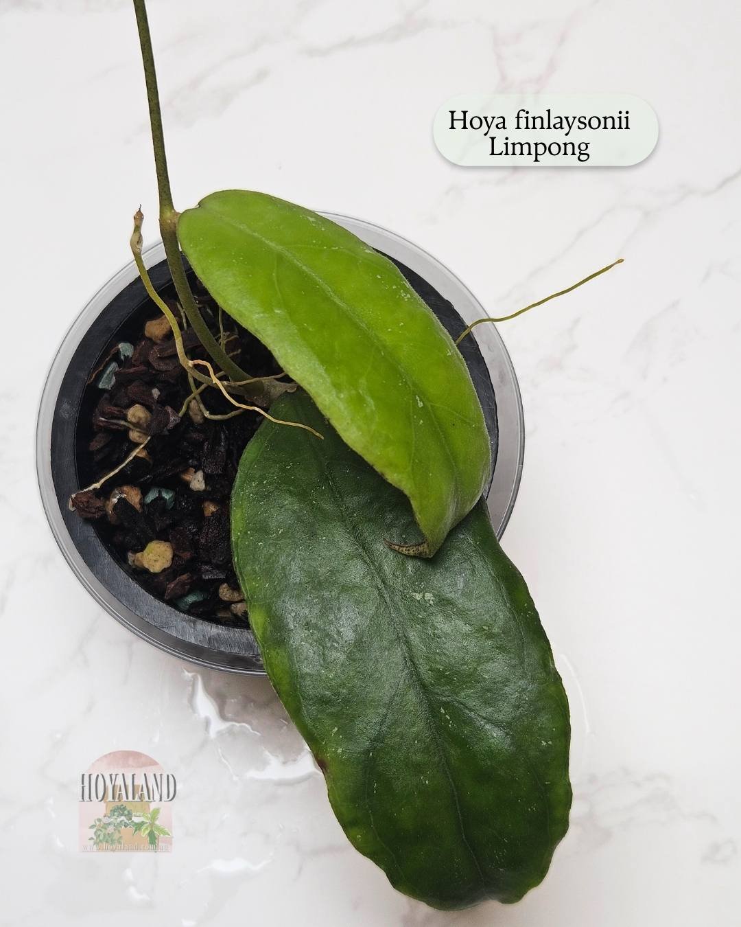 Hoya finlaysonii Limpong.jpg
