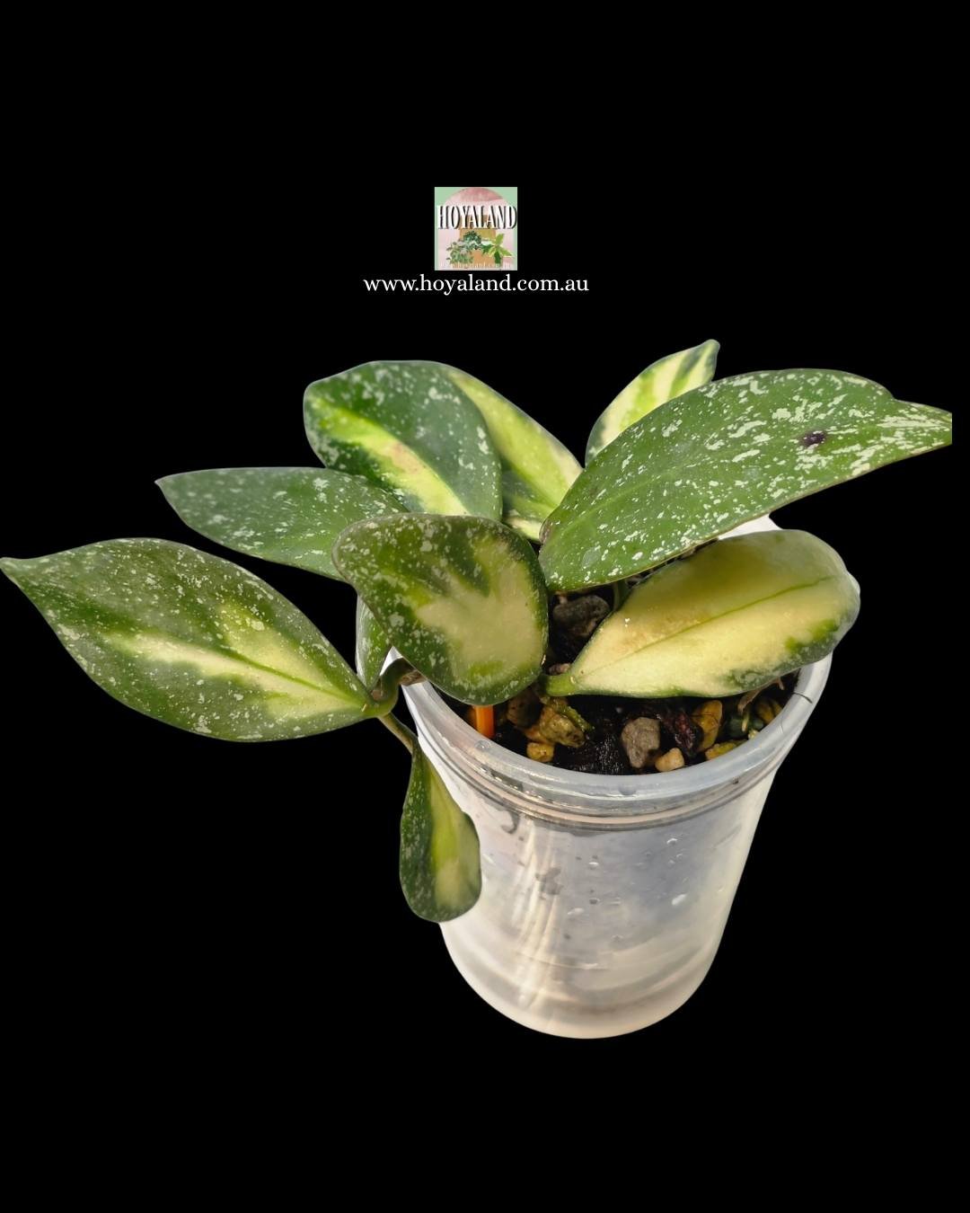 Hoya nabawanensis variegata 2 (3).jpg