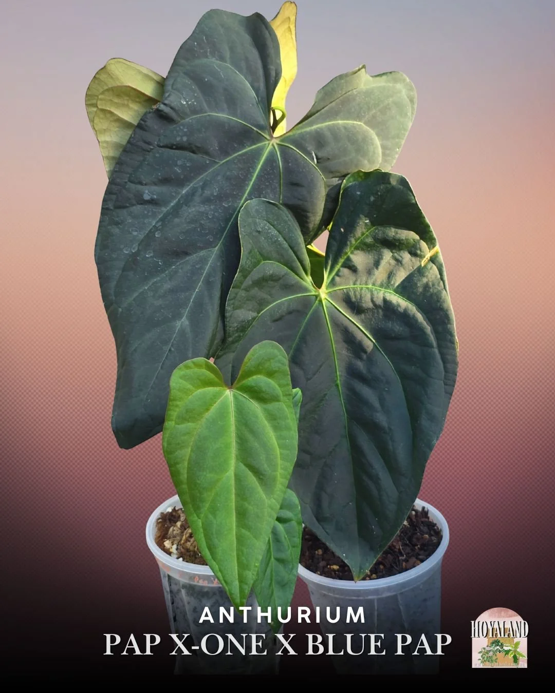 🌞 Rare Anthurium Pap X-One x Blue Pap  | Clone 🎇