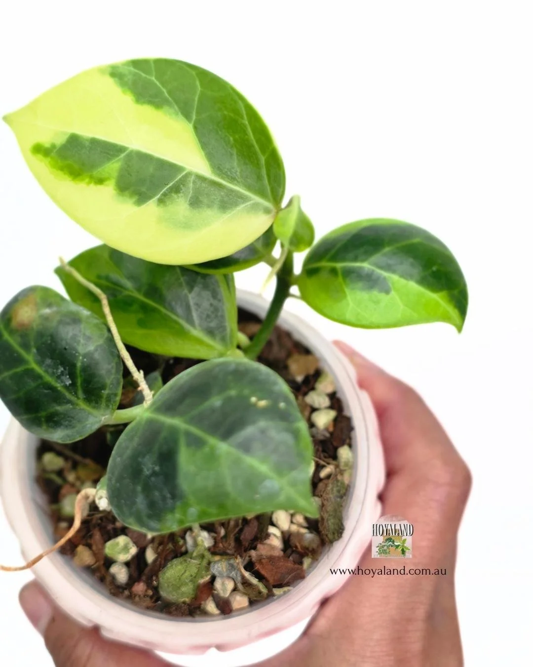 Hoya obscura albo.jpg