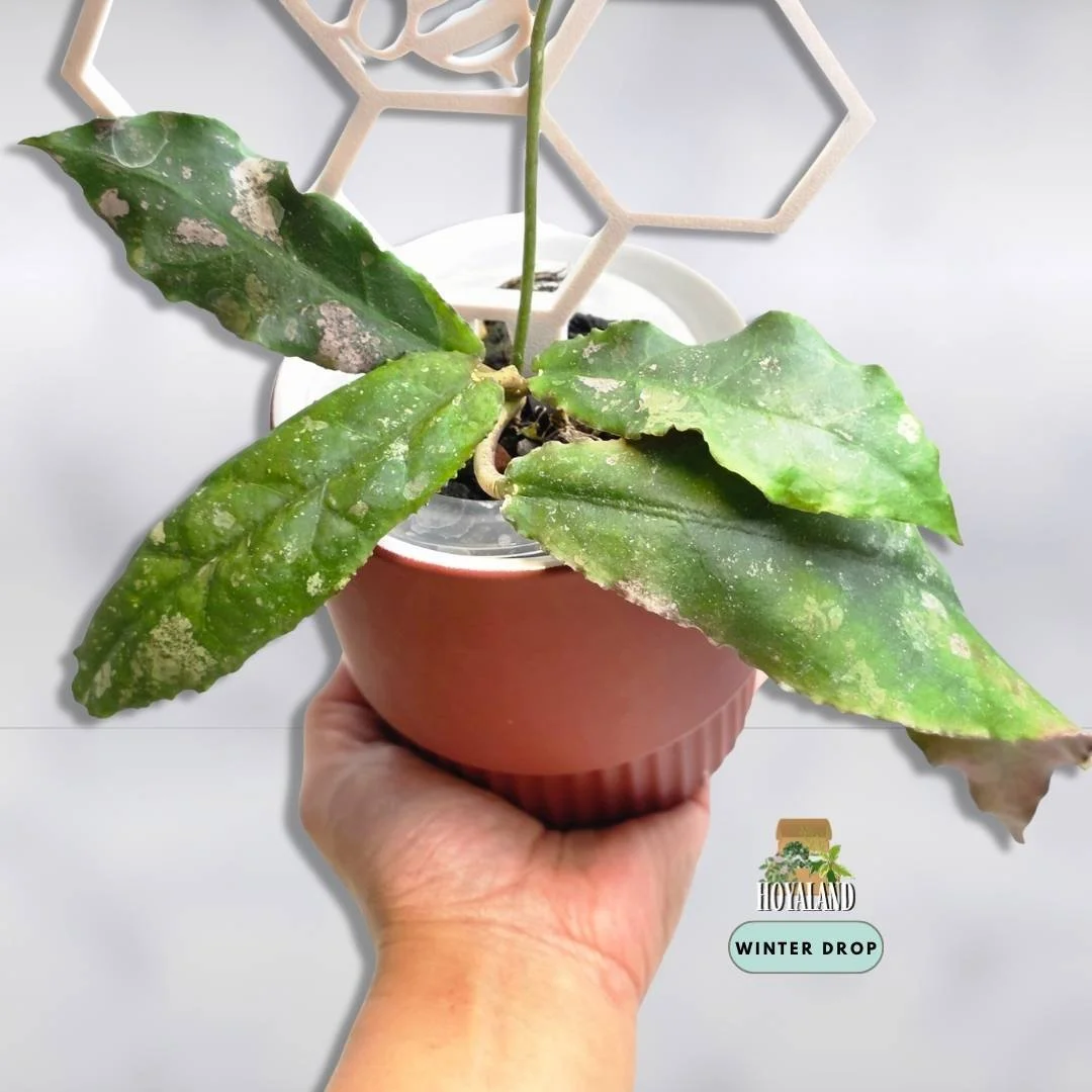 Hoya undulata.jpg