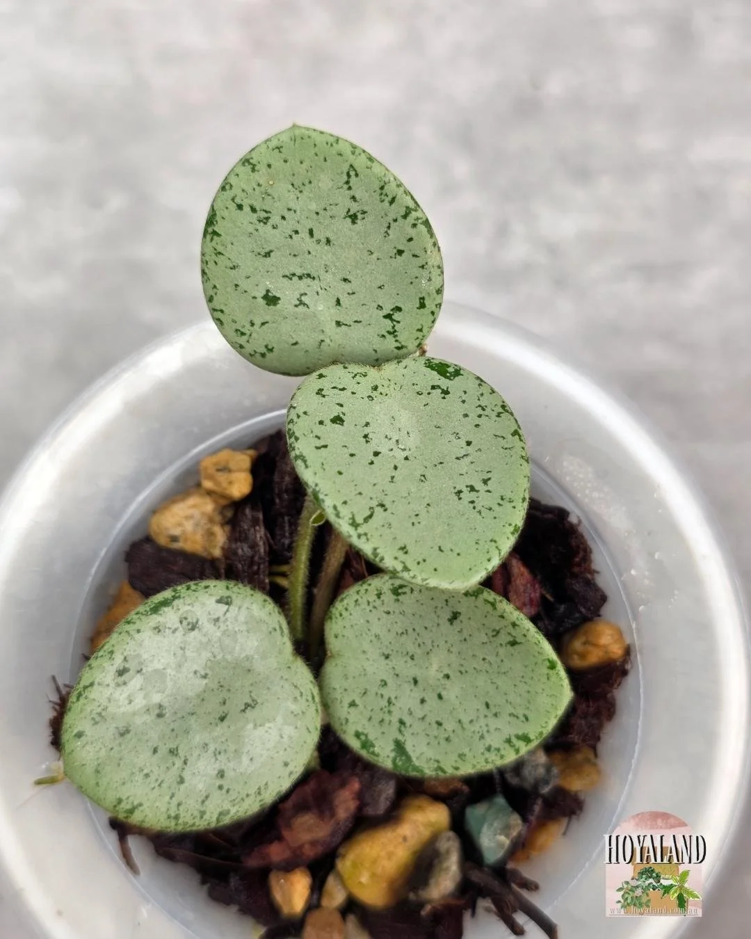 Hoya Grey Fairy A (5).jpg