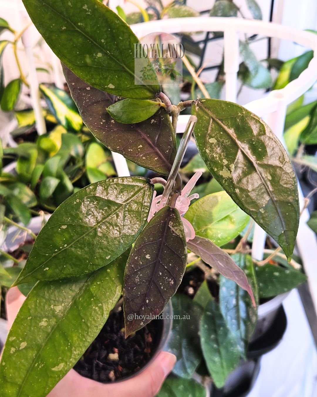Rare Hoya sp. Aceh 1 | Prominent Veins | Collector's Hoya | Hoyaland 🌸🌸