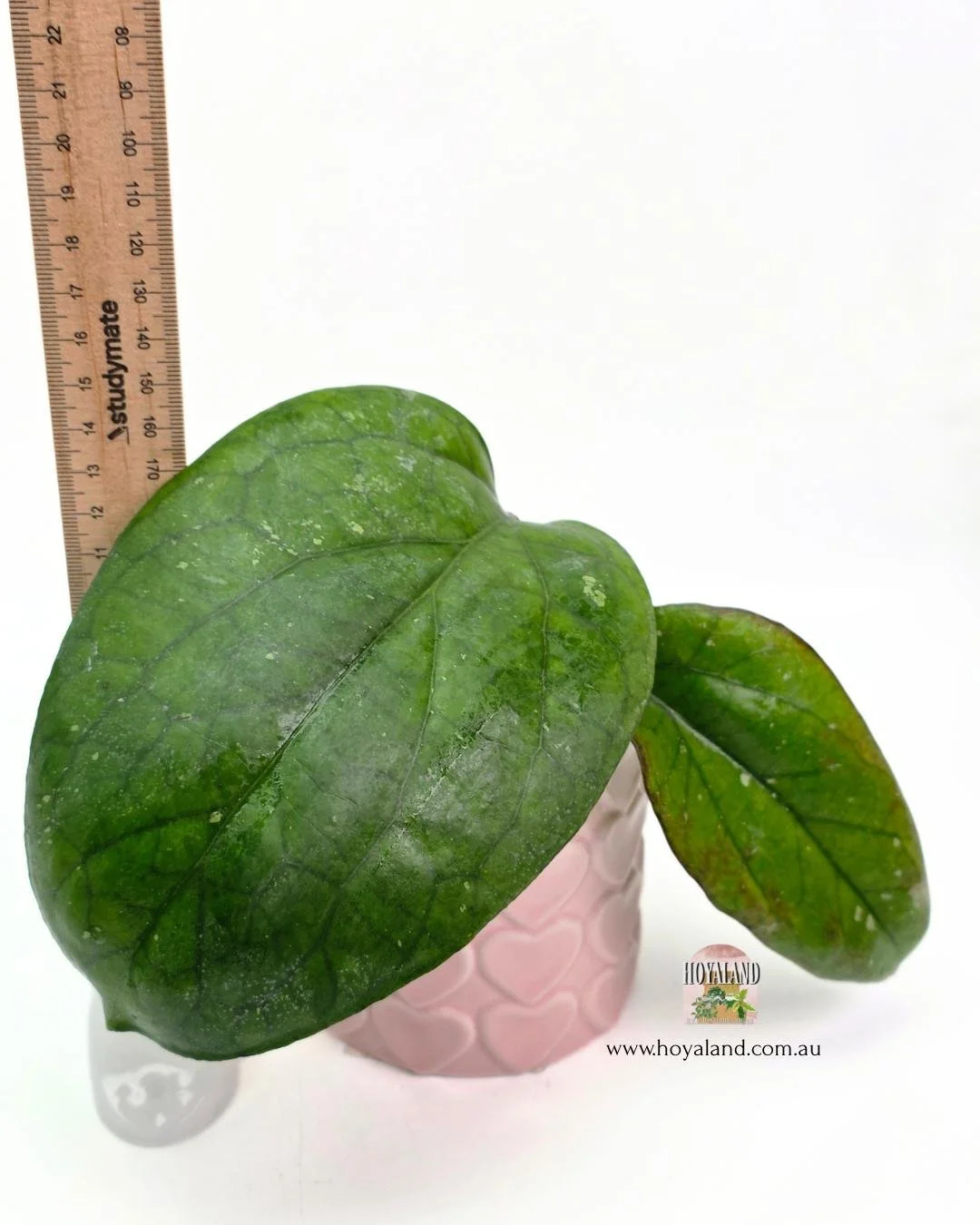 🍂 Hoya cv. Elephant (AH 027) | GIGANTIC Thick Leaf A