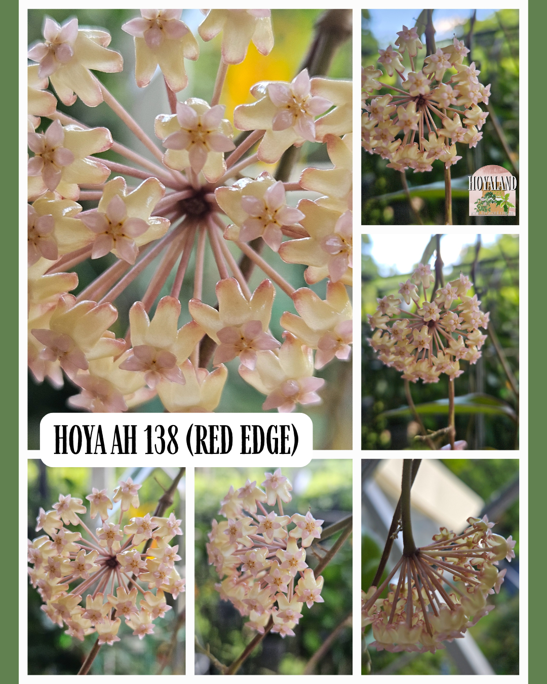 Hoya AH 138 Red Edge