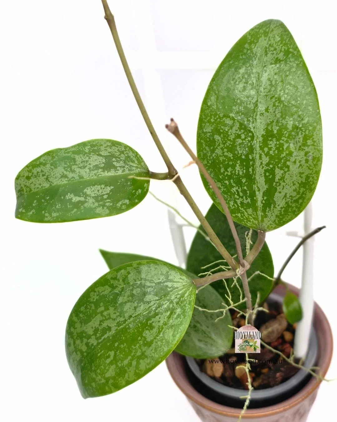 Hoya Aurora.jpg