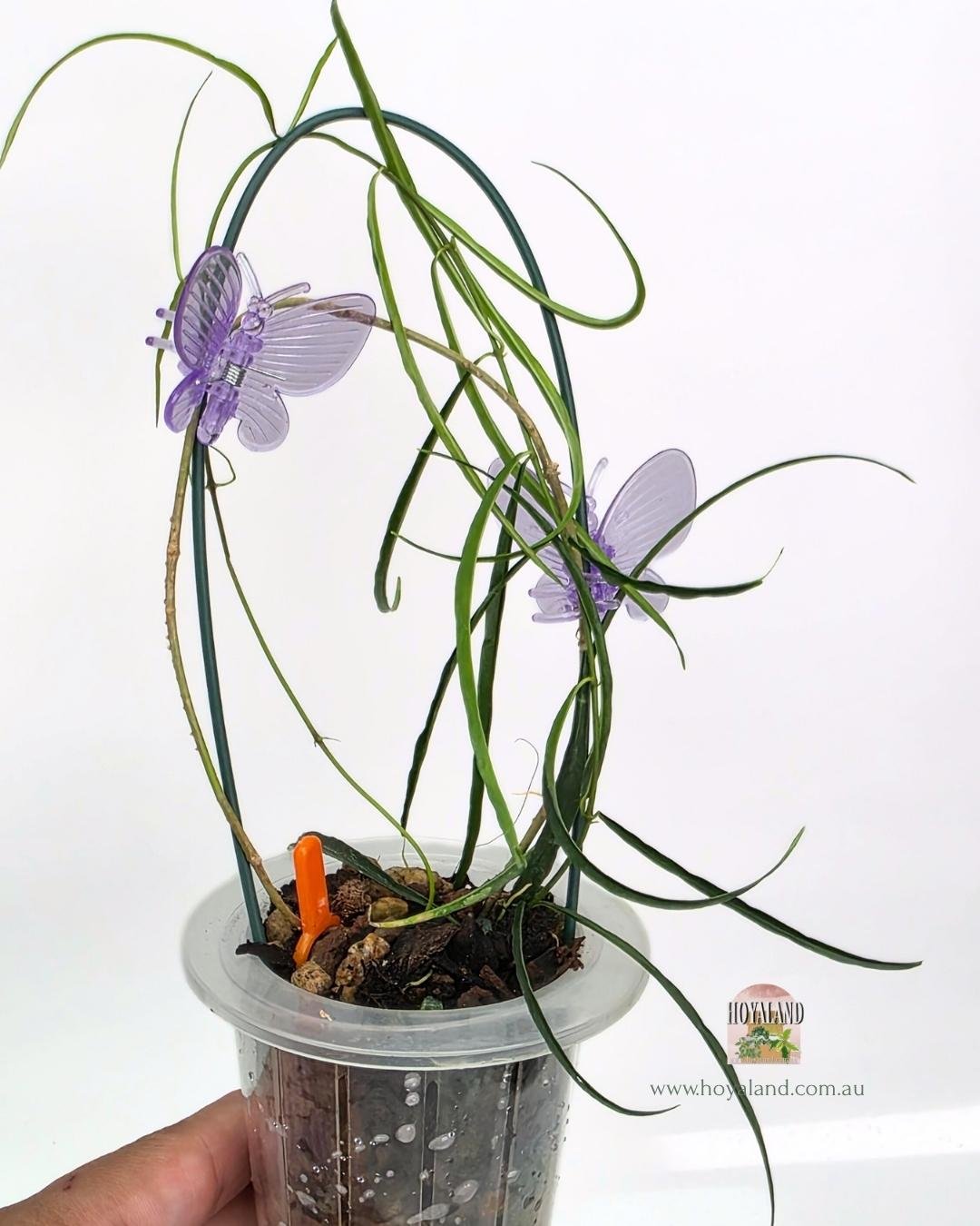 Hoya stenophylla B (3).jpg