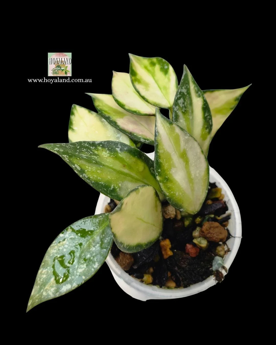 Hoya nabawanensis variegata (2).jpg