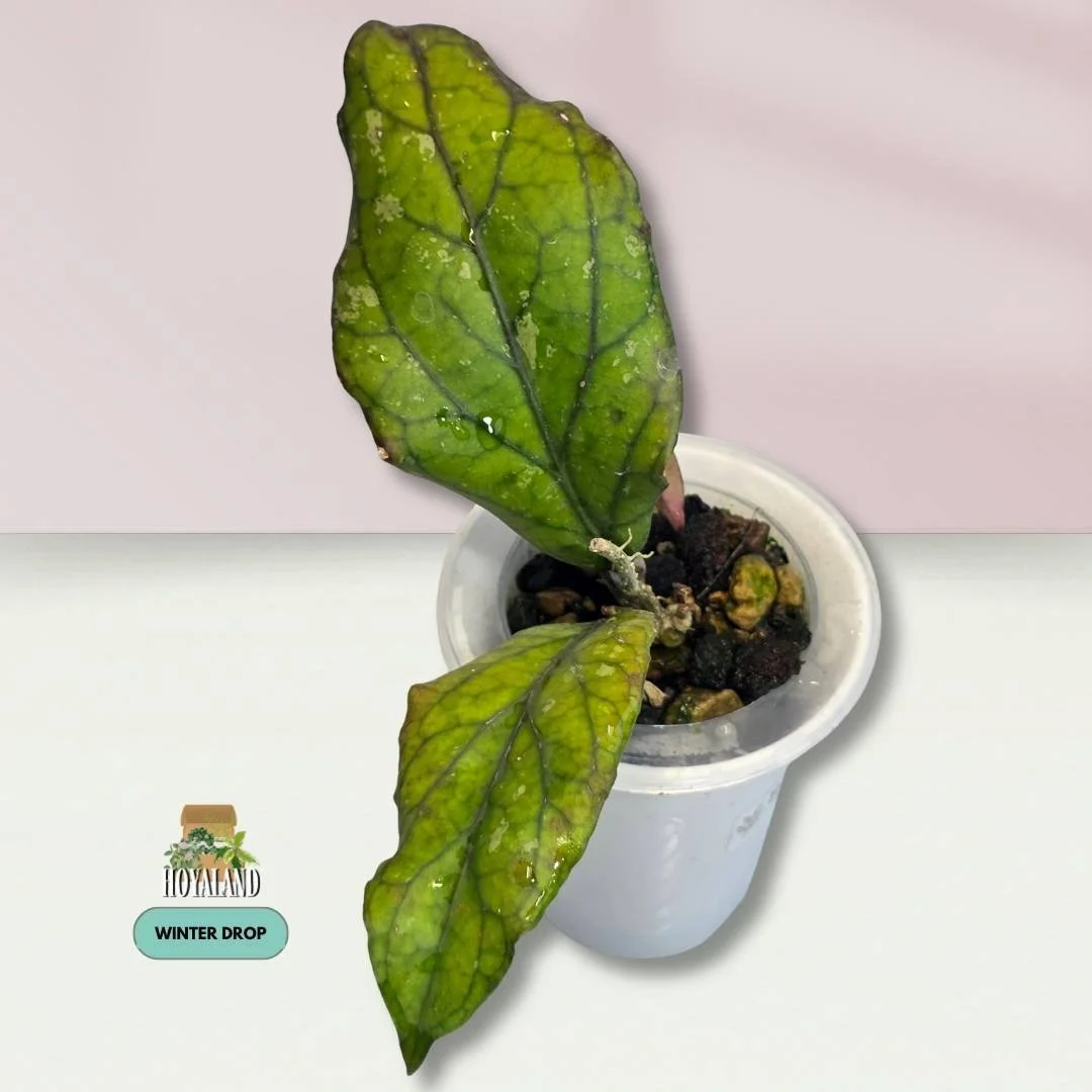 Established Hoya aceh Takengon Rimba with two active growth points and wavy ruffled leaves